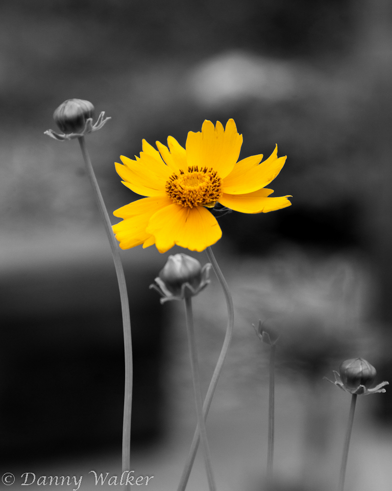 A yellow flower missing a petal with a grey background.