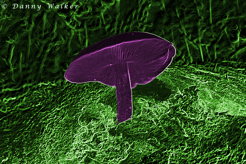 A digital image of a purple mushroom with a neon green background.